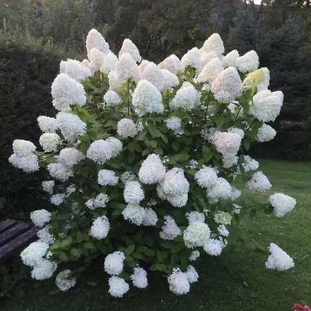 アパート Haus-petra-maria バート・シュレーマ